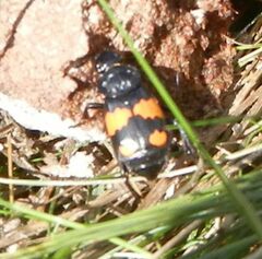 Nicrophorus vespilloides