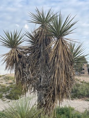 Yucca torreyi