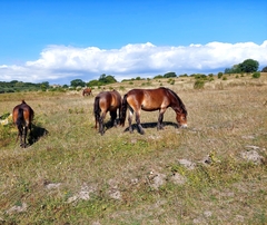 Equus caballus