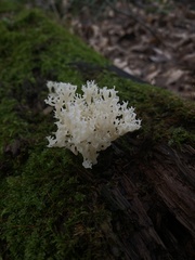 Artomyces pyxidatus
