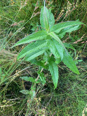 Eupatorium perfoliatum