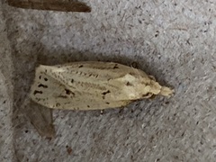 Macrochilo orciferalis