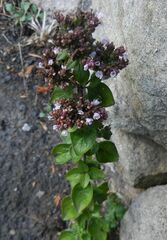 Origanum vulgare