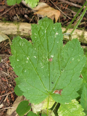 Actaea elata elata
