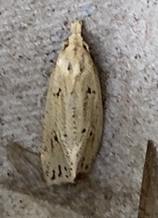 Macrochilo orciferalis