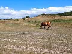 Equus caballus