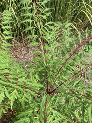 Eriophyes rhoinus