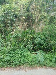 Hedychium coronarium