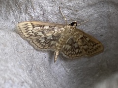 Herpetogramma thestealis