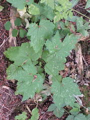 Actaea elata elata