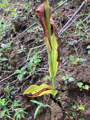 Platanthera psycodes