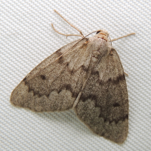 False Hemlock Looper Moth