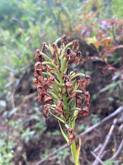Platanthera psycodes