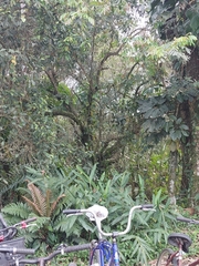 Hedychium coronarium