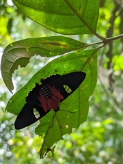 Aspitha aspitha