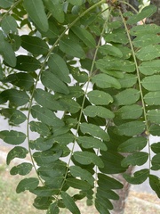 Gleditsia triacanthos