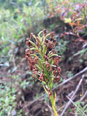 Platanthera psycodes