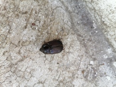 Pentodontini
