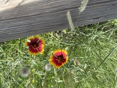 Gaillardia × grandiflora