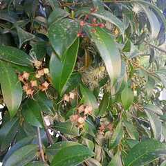 Syzygium