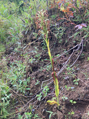 Platanthera psycodes