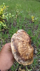 Tricholoma fracticum