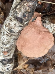 Hapalopilus rutilans