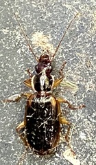 Cymindis