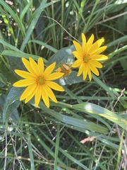 Helianthus divaricatus