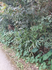Hedychium coronarium