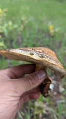 Tricholoma fracticum