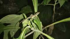 Anolis semilineatus