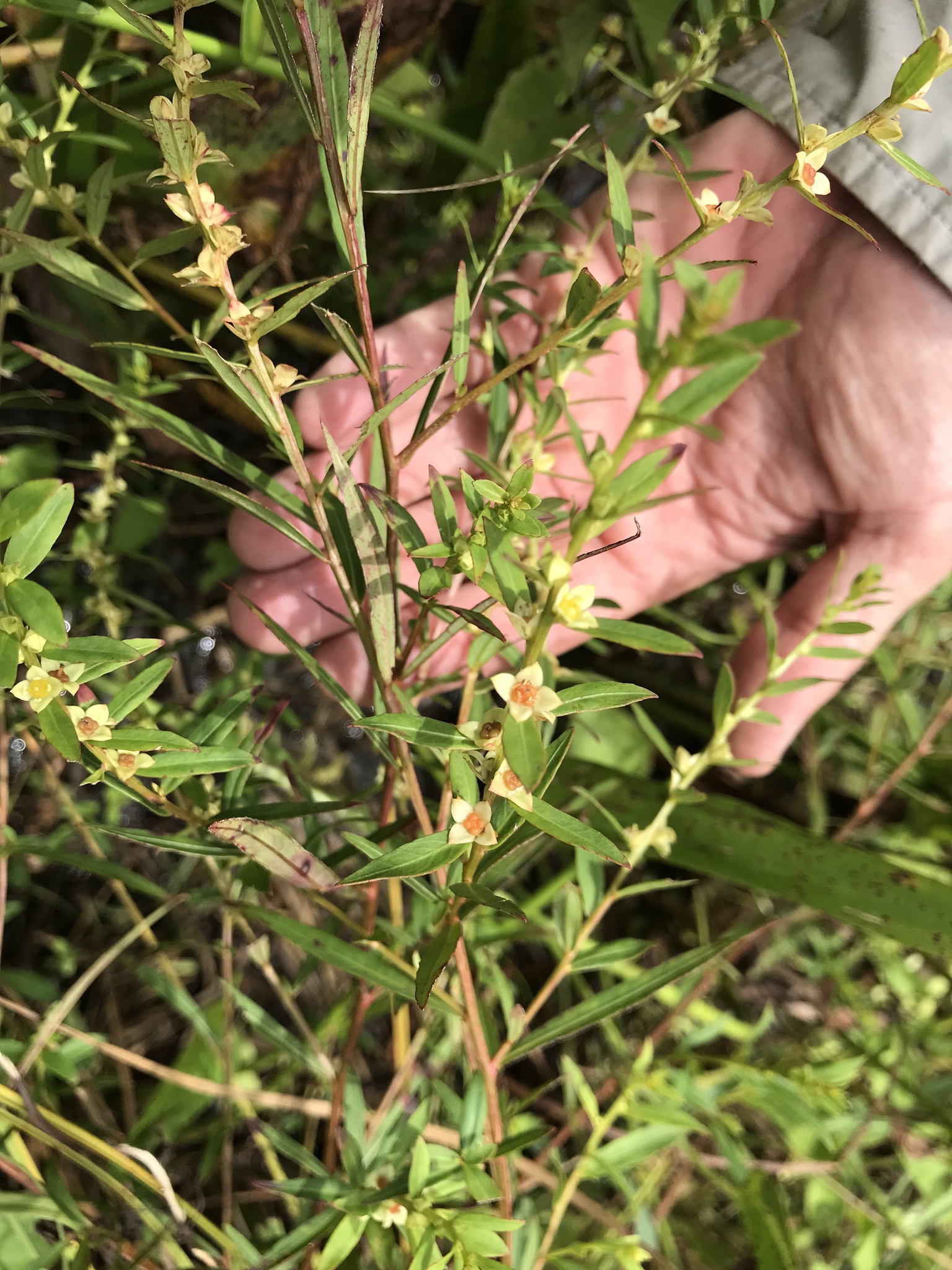 Ludwigia alata