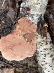 Hapalopilus rutilans