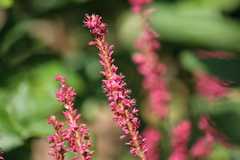 Bistorta amplexicaulis