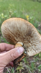 Tricholoma fracticum