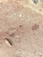 Hapalopilus rutilans