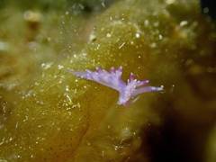 Flabellina affinis