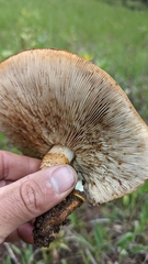 Tricholoma fracticum