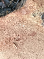 Hapalopilus rutilans