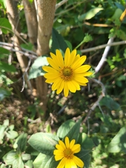 Helianthus divaricatus