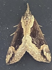 Hypena baltimoralis