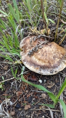 Tricholoma fracticum