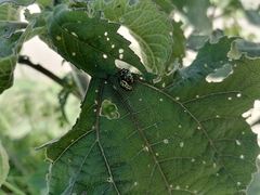 Zygogramma signatipennis