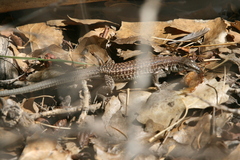 Aspidoscelis exsanguis