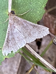 Renia discoloralis