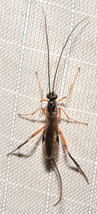 Earinus limitaris