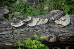 Trametes cubensis