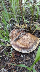 Tricholoma fracticum