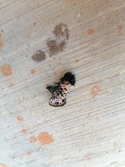 Xanthopastis moctezuma